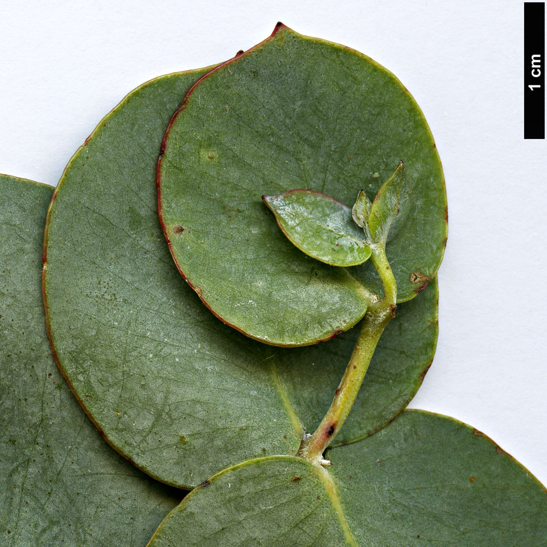 High resolution image: Family: Myrtaceae - Genus: Eucalyptus - Taxon: goniocalyx